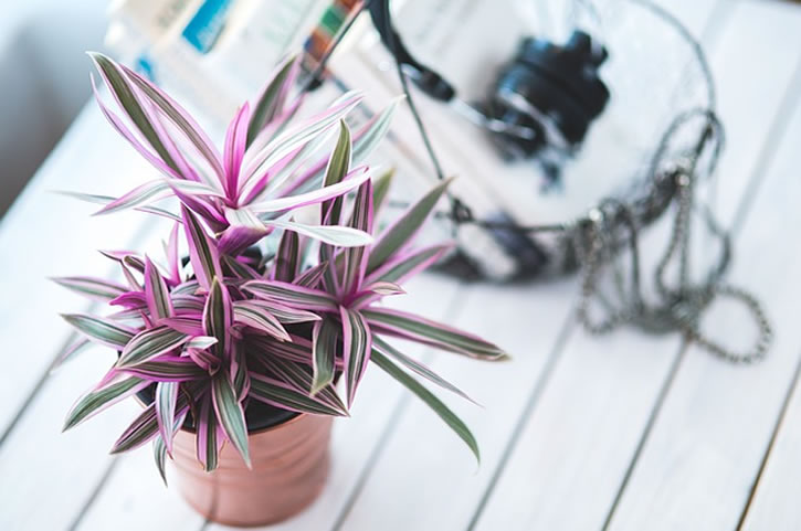 plantas y flores trabajo